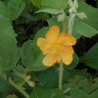 Abutilon pannosum (G.Forst.) Schltdl.